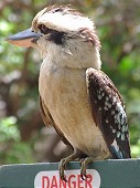 The Kookaburra